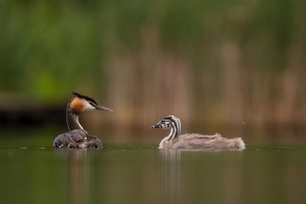 Great Crested Grebe com filhotes na água manchada vegetação e superfície da água no fundo foto de vida selvagem