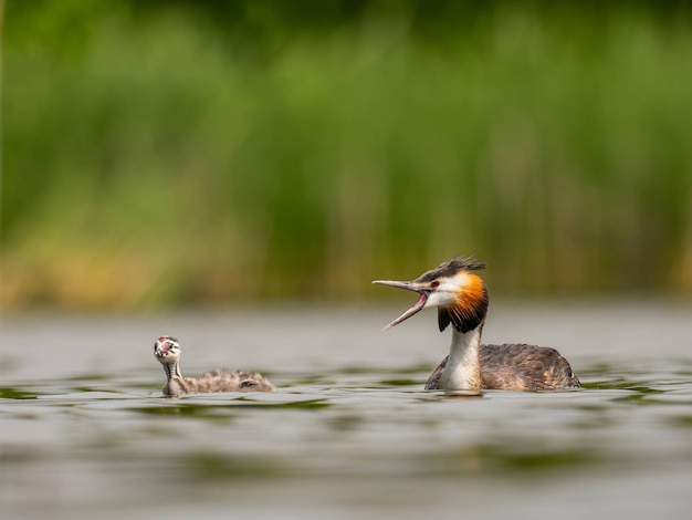 Great Crested Grebe com um jovem nadando na superfície da água cenário verde