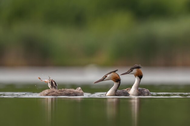 Great Crested Grebe comendo um peixe em seu bico com vegetação borrada e folha de água no fundoFoto de vida selvagem