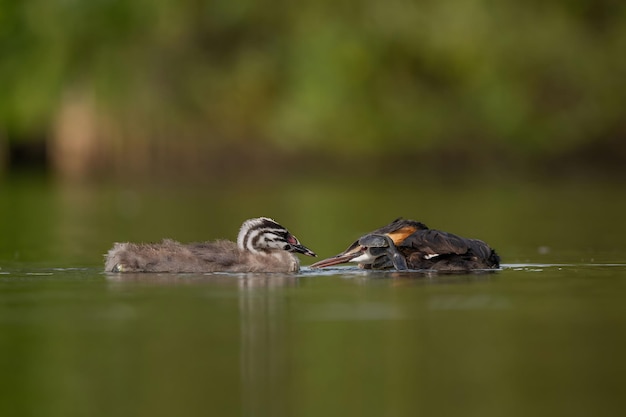 Great Crested Grebe dorme com seus filhotes na água com vegetação borrada e superfície da água no fundoFoto de vida selvagem