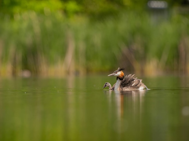 Great Crested Grebe con un niño nadando en la superficie del paisaje verde del agua