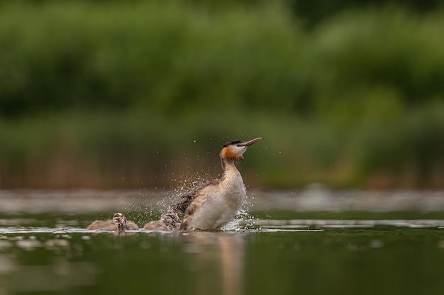 Great Crested Grebe sacudindo a água com vegetação manchada e folha de água no fundoFoto de vida selvagem