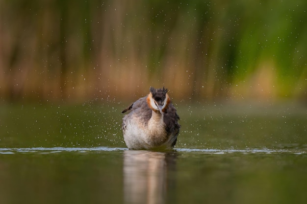 Great Crested Grebe sacudindo a água com vegetação manchada e folha de água no fundoFoto de vida selvagem