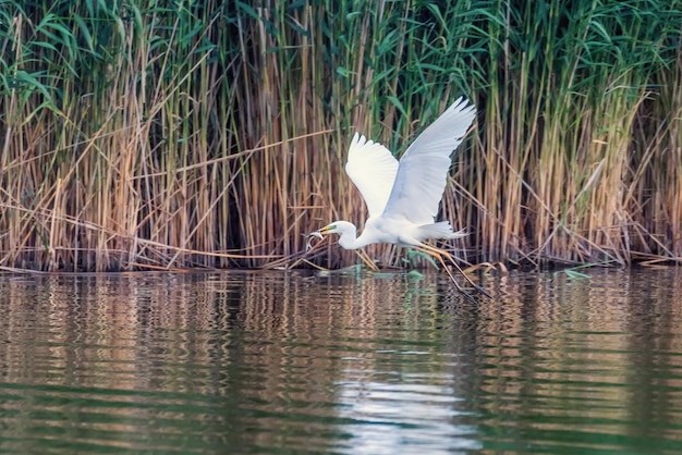 Great Egret voando com peixes em bico (Ardea alba) vida selvagem