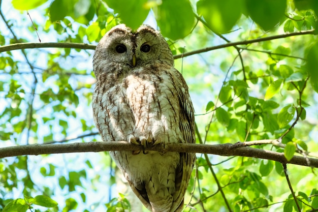 Great Grey Owl Strix nebulosa en árbol en el bosque