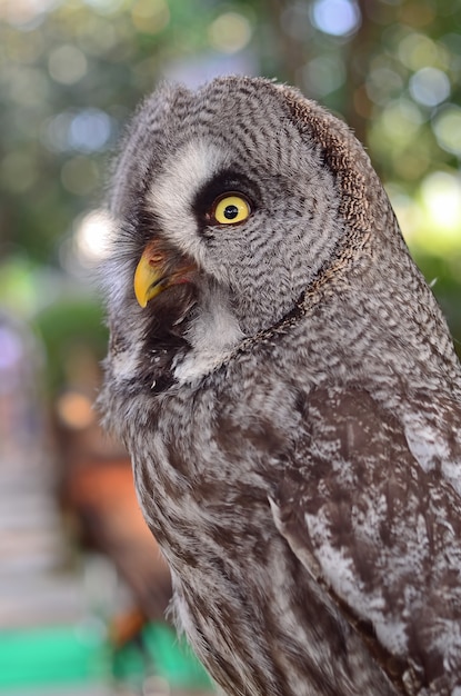 Great grey owl strix nebulosa belas aves da tailândia