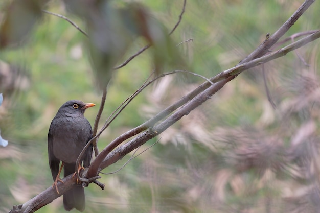 GREAT THRUSH (Turdus fuscater) steht auf einem Ast im Wald