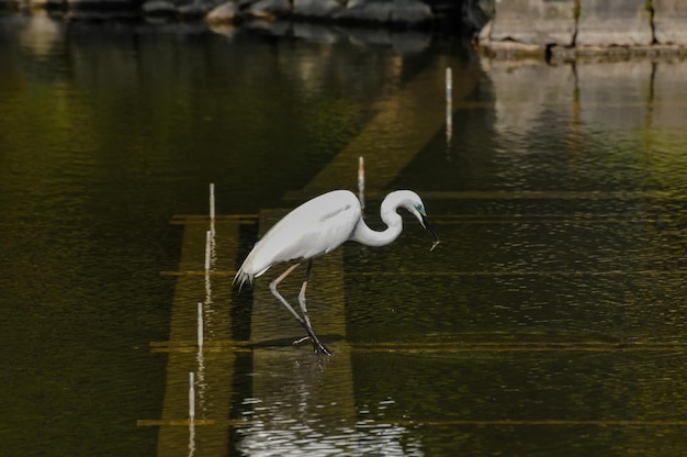 Great White Egret (Ardea Alba) pescando na água de um templo no Japão