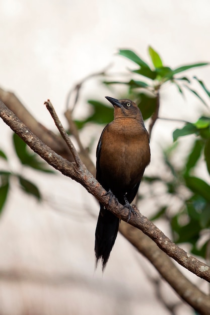 Greattailed GrackleGefilmt auf der Halbinsel Yucatan