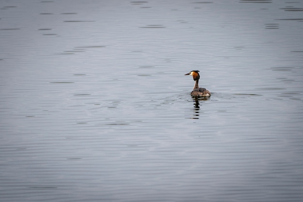 Grebe de cresta grande en el agua