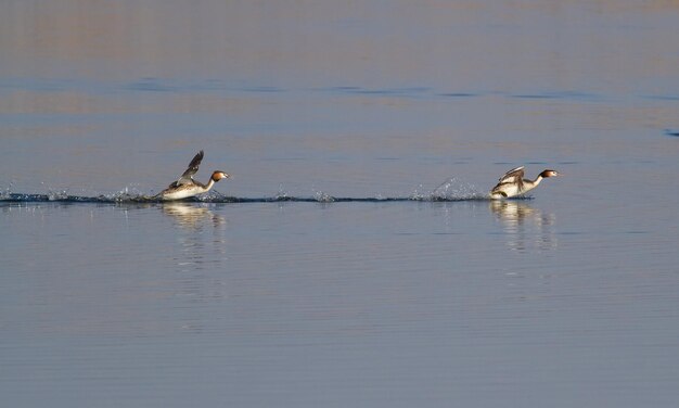 Grebe de crista Podiceps cristatus De manhã cedo no rio os pássaros correm sobre a água