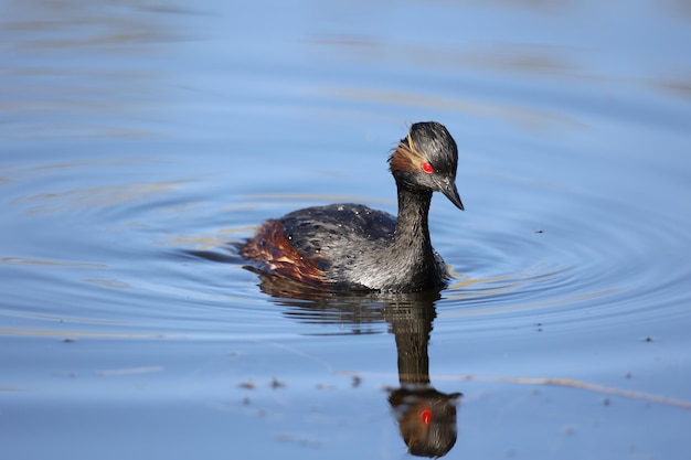 Grebe de pescoço preto nadando em um lago no sol brilhante da primavera