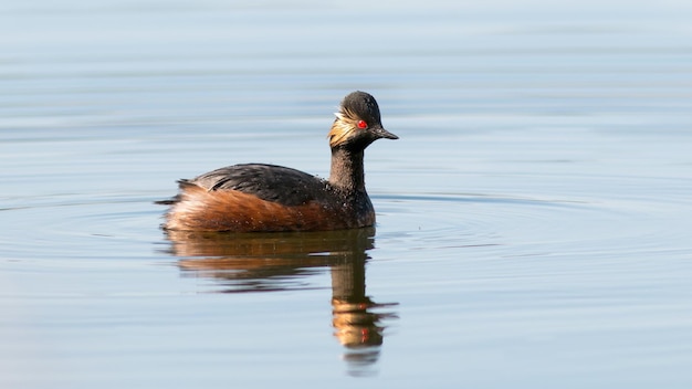 Grebe de pescoço preto