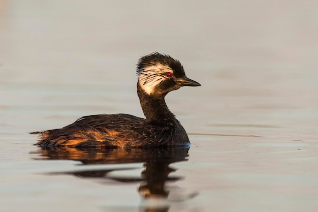 Grebe de tufo branco Província de La Pampa Patagônia Argentina