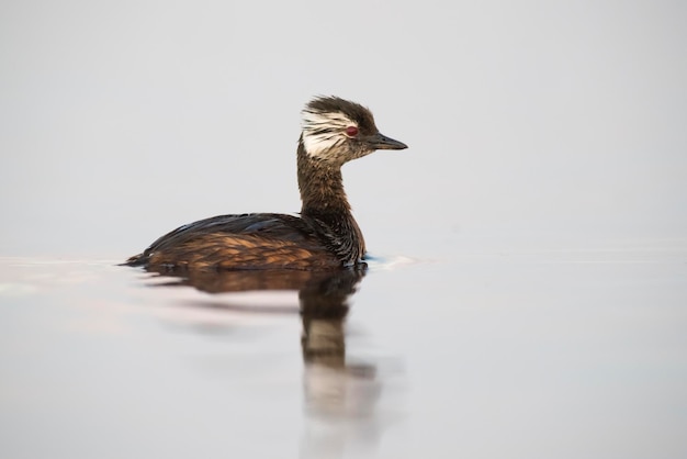 Grebe de tufo branco Província de La Pampa Patagônia Argentina