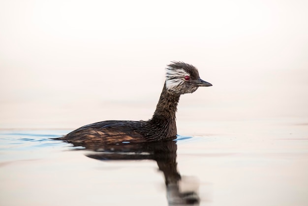 Grebe de tufos brancos Província de La Pampa Patagônia Argentina