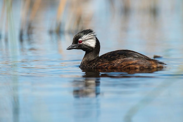 Grebe tufado branco La Pampa Patagônia Argentina