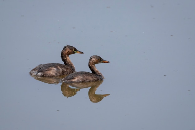 Grebes poco con reflejo vadeando sobre el agua