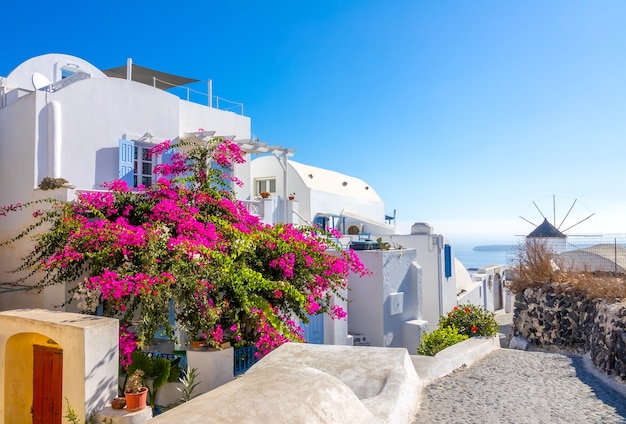 Grécia. Dia de verão ensolarado na rua vazia Oia, na ilha de Santorini. Um grande arbusto florido e um moinho de vento ao longe