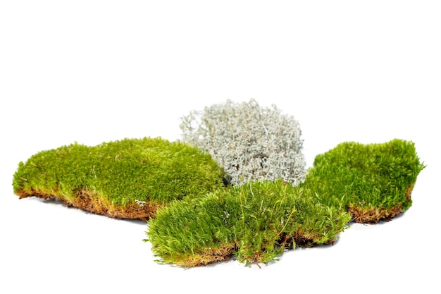 Green and reindeer moss isolated on white background