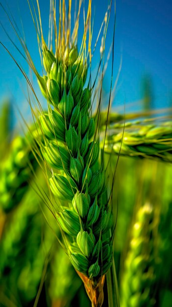 Green barley spike close-up Green wheat full grain Close-up de uma orelha de trigo não maduro AI Generative