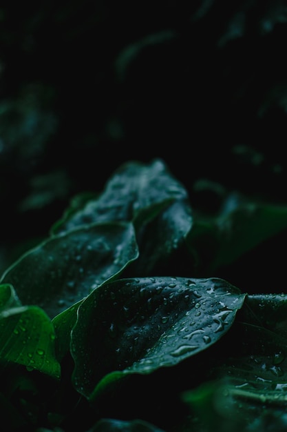 Green Bush of hosta Grandes folhas verdes de uma planta ornamental