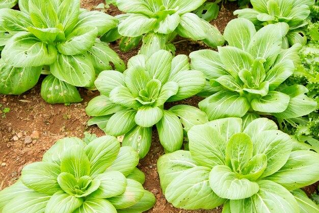 Green choy sum en el huerto.