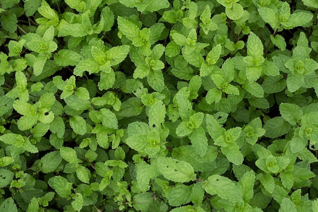 Green Creeping Charlie Pilea nummulariifolia folha planta