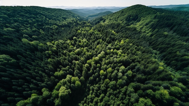 Green Forest Drone view A beleza da natureza selvagem