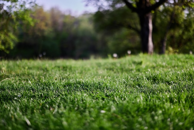 Green Grass Desktop-Bildschirmschoner Ökologie und Umweltschutz