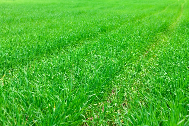 Foto green grass feld