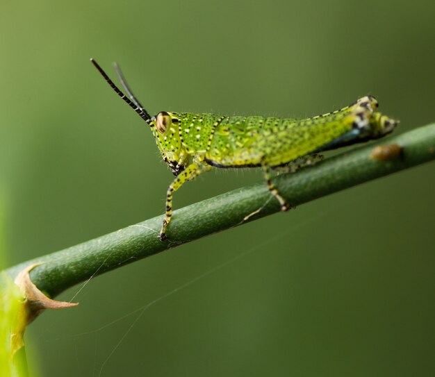 Green Grasshopper en la planta