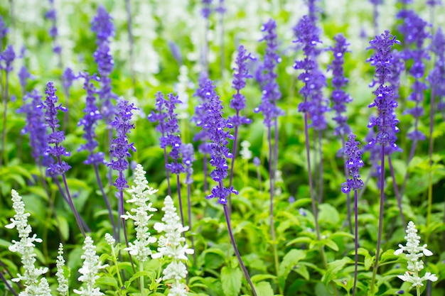 Green Lavender Field en el verano.