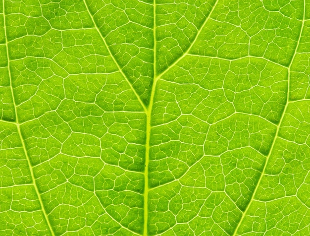 green leaf texture