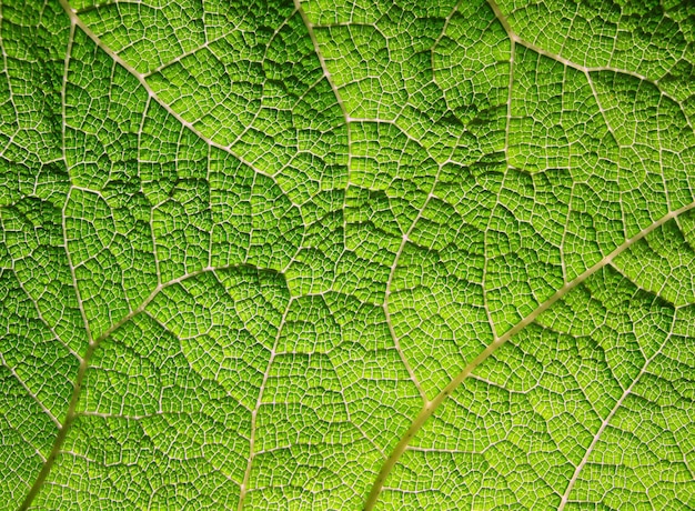 Foto green leaf texture