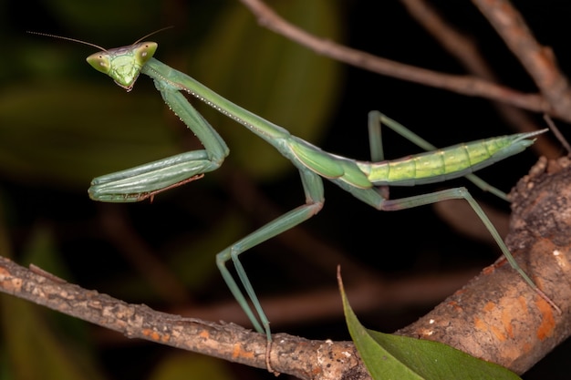 Green Mantid Subadult der Gattung Oxyopsis