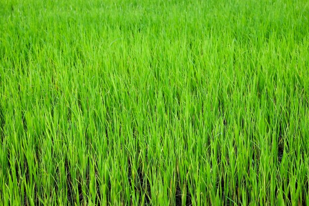 Green Paddy