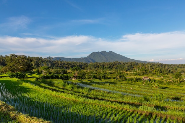 Green Rice Terrace and ricefield, Ubud, Bali, Indonésia