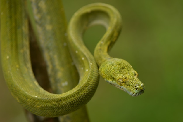 Green Snake Python mit dem Kopf in der Luft