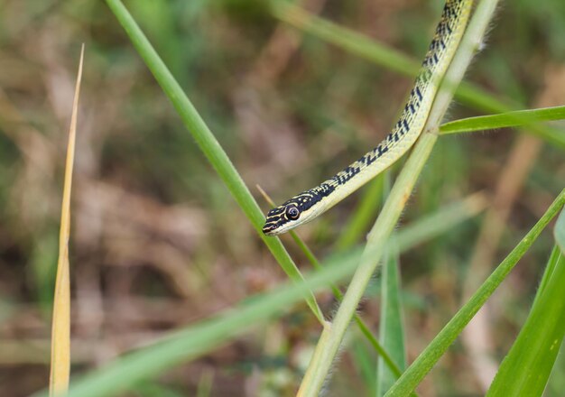 Green Snake