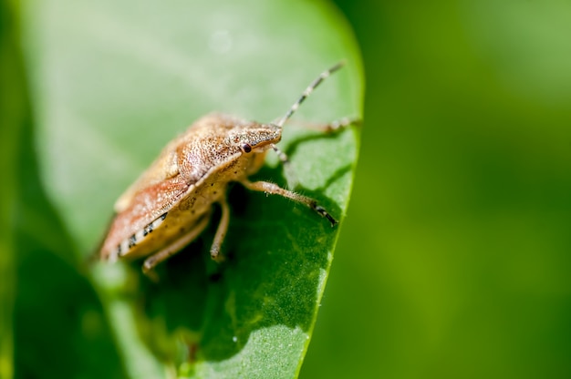 Green Stink Bug Makro