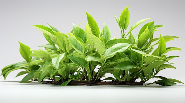 green_tea_leaf_on_white_background_food_photography