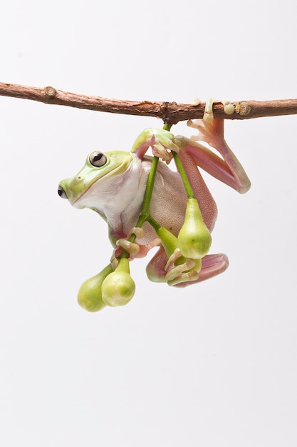 Green Tree Frog colgando de la manzana rosa