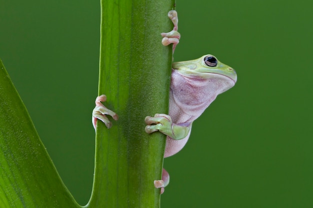 Foto green tree frog en la hoja