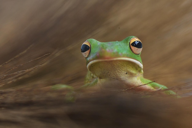 Green Tree Frog