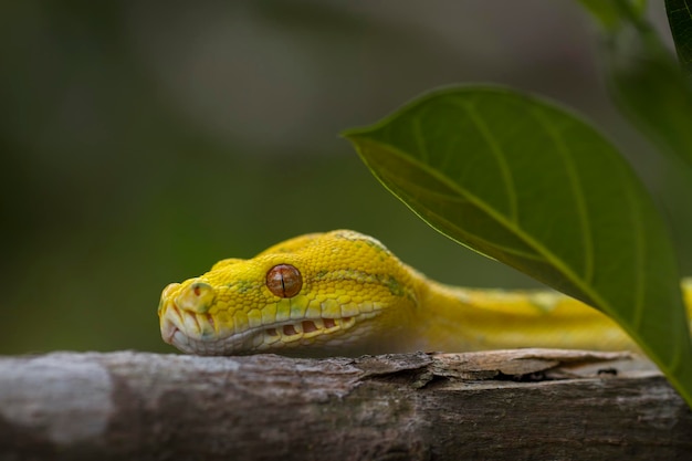 Green Tree Python Morelia viridis en la rama de un árbol serpiente de piel de color amarillo