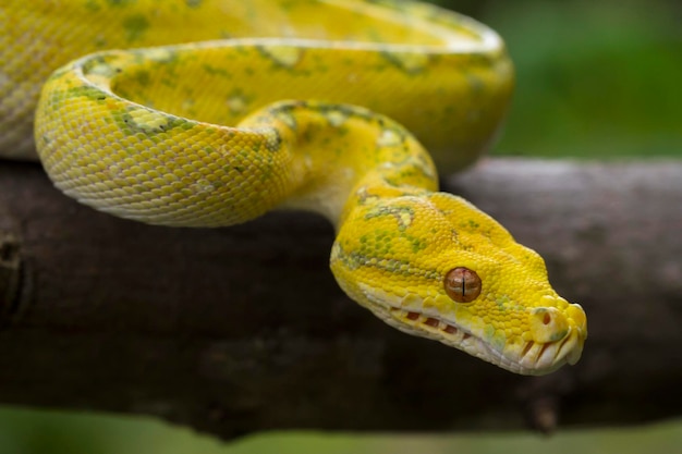 Green Tree Python Morelia viridis en la rama de un árbol serpiente de piel de color amarillo