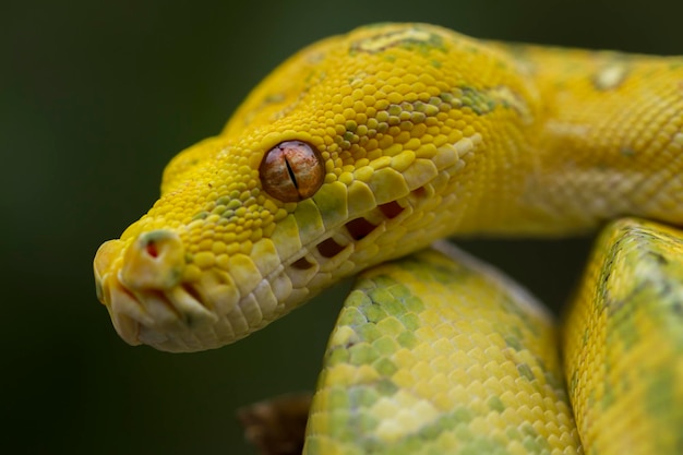 Green Tree Python Morelia viridis en la rama de un árbol serpiente de piel de color amarillo