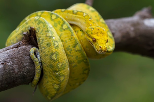 Green Tree Python Morelia viridis en la rama de un árbol serpiente de piel de color amarillo