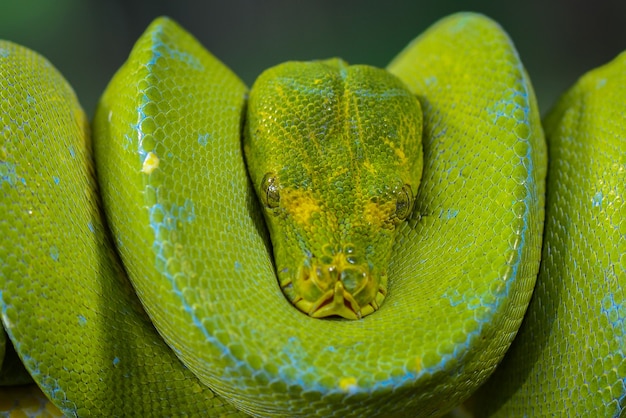 Green Tree Python Morelia Viridis en ramitas